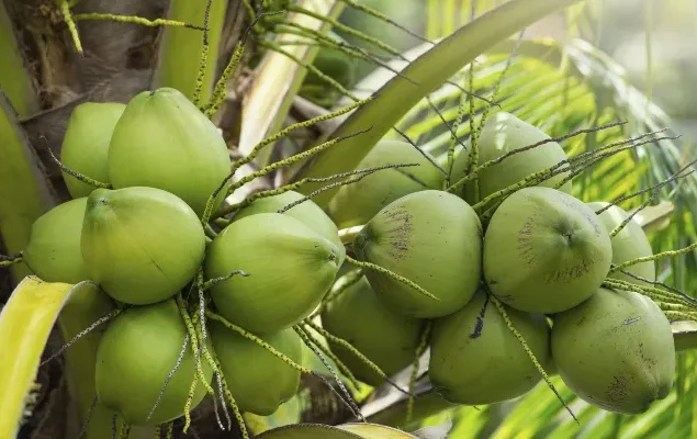 Coconut-tree