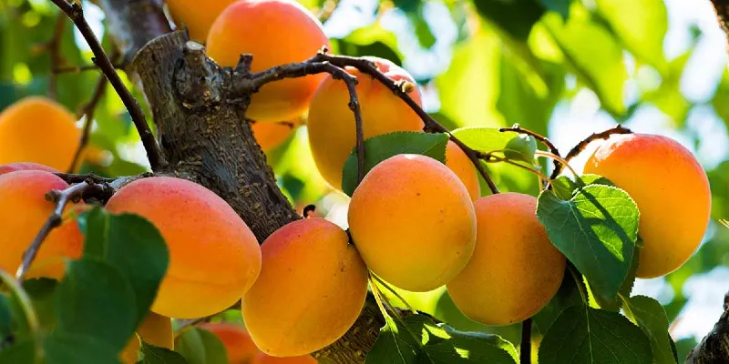 How-to-Grow-Apricots-FB.webp