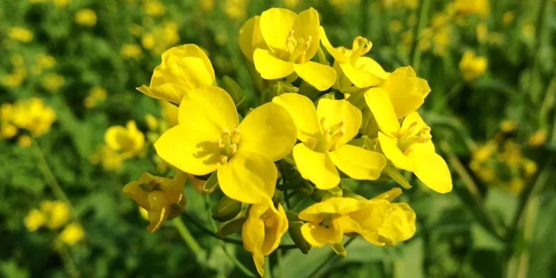 Punjabi_Mustard_Flowers1.webp