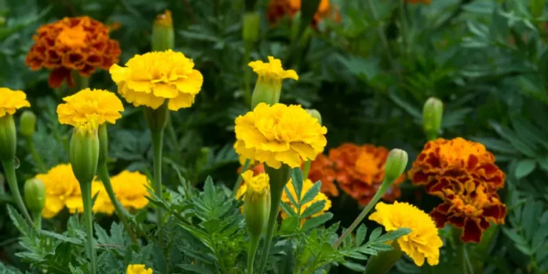 Yellow-French-Marigold-or-Zendu-Flowers.-850x525-1.webp