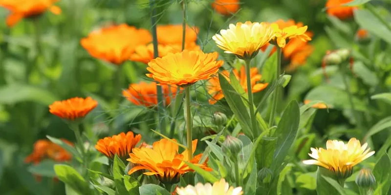 calendula-flowers-marigold-calendula-officinalis-nature-plant.webp