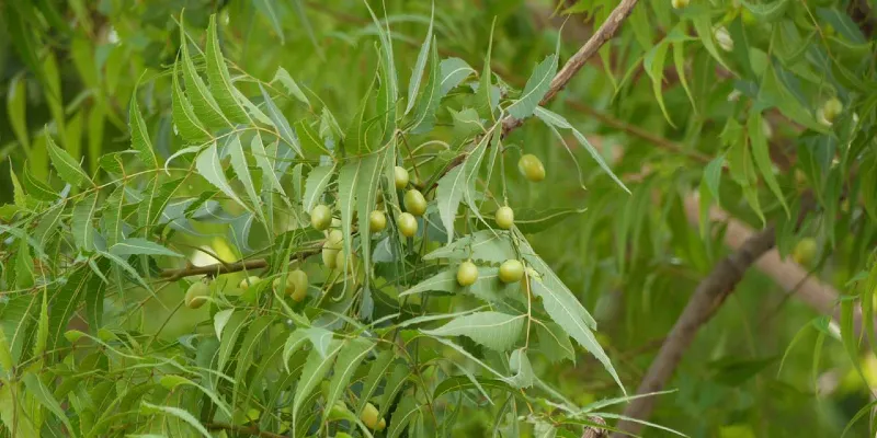 cleanairgardening-neem-plant.webp