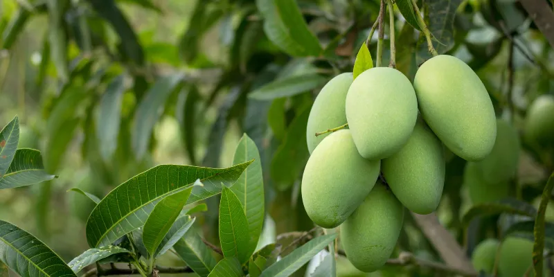 close-up-mango-fruit-mango-tree-scaled-1.webp