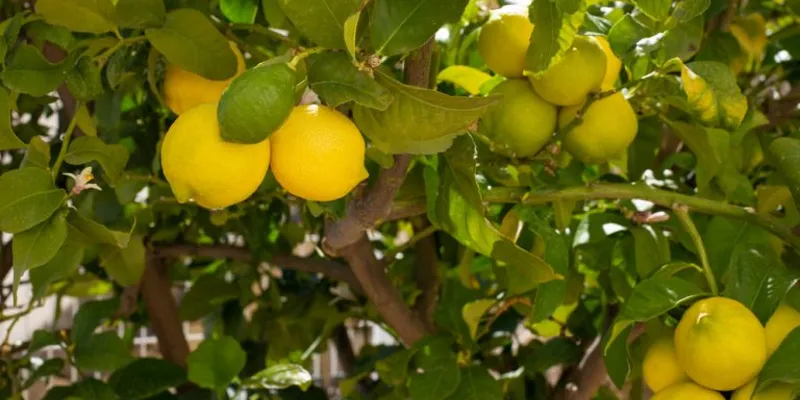 lemon-tree-768x512-1.webp