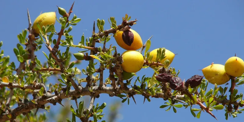 morocco-argan-oil-harvest.webp