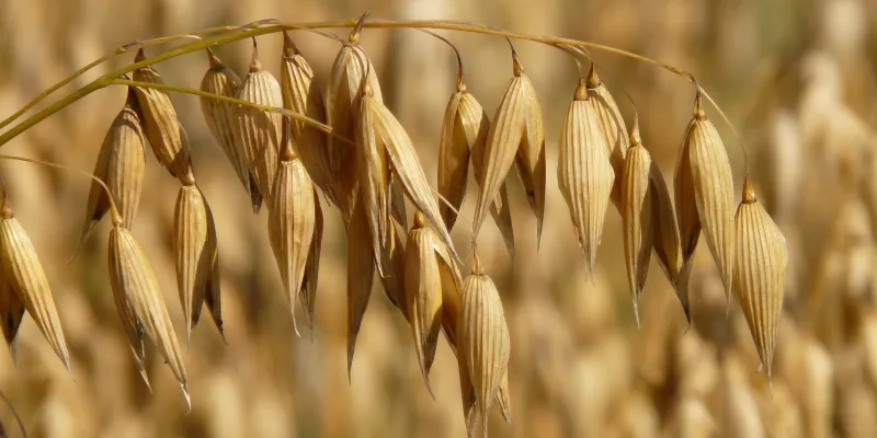 oats-oat-field-arable-cereals-87824.webp