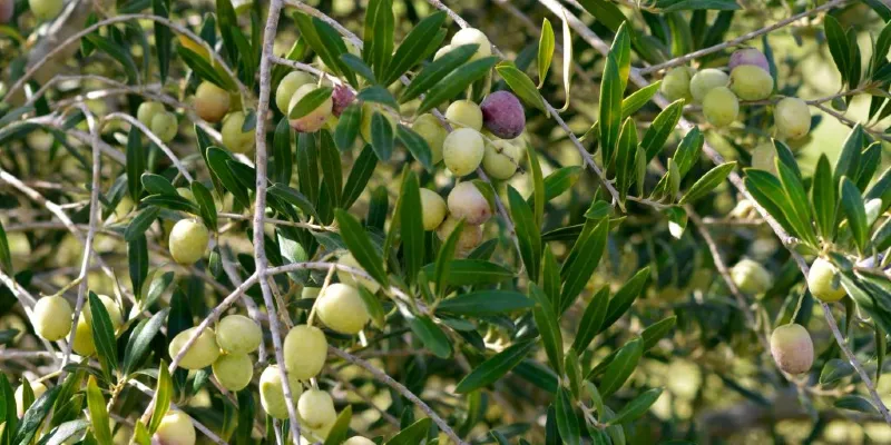 olive-tree-1-1024x659-1.webp